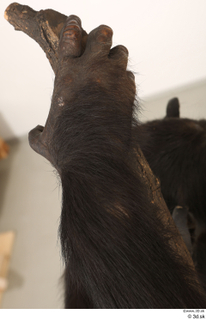 Chimpanzee Bonobo hand 0021.jpg